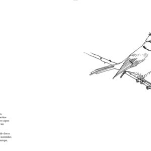 herrerillo-comun-guia-aves