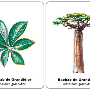 arbol-hoja-baobab-de-grandidier